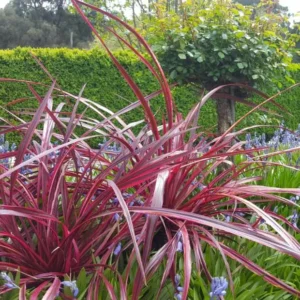 Cordyline (Cordyline Festival® Burgundy) - Exotische Pflanzen