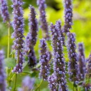 Dropplant (Agastache 'Blue Fortune') - Gartenpflanzen