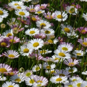 Fijnstraal (Erigeron karvinskianus) - Gartenpflanzen