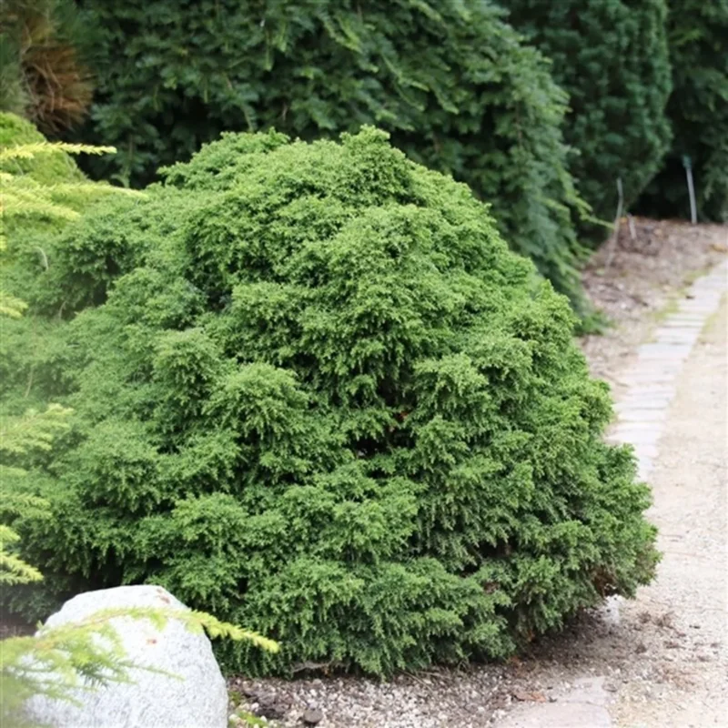 Japanische Zeder (Cryptomeria j. ‘Yokohama’) - Koniferen