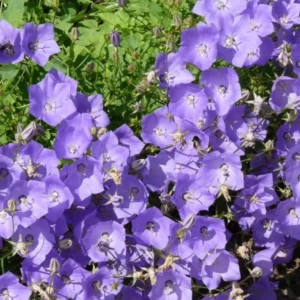 Karpatenglockenblume (Campanula carpatica ‘Blaue Clips’) - Gartenpflanzen