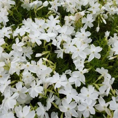 Kruipplox (Phlox (S) 'Calvides White') - Gartenpflanzen