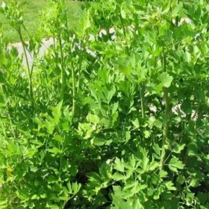 Liebstöckel, Maggikraut (Levisticum officinale) - Gartenpflanzen