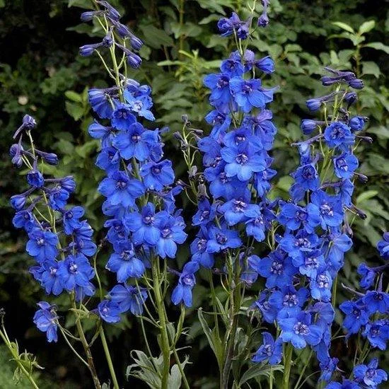 Rittersporn (Delphinium (P) 'Blue Bird') - Gartenpflanzen