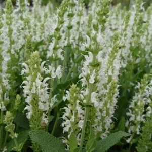 Salbei (Salvia nemorosa 'Schneehügel') - Gartenpflanzen