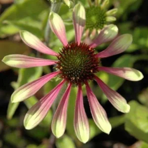 Sonnenhut (Echinacea Green envy) - Gartenpflanzen