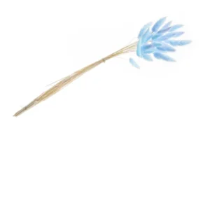 Bouquet de lagurus pour décoration bleu pastel avec 25 tiges séchées
